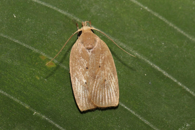 Anadasmus quadratella