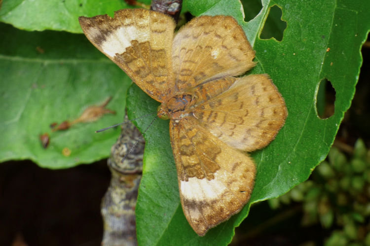 Emesis lupina lupina