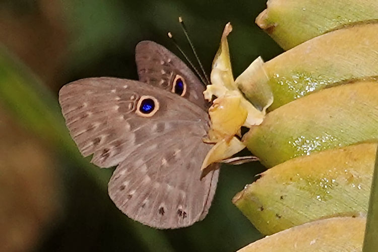 Eurybia lycisca