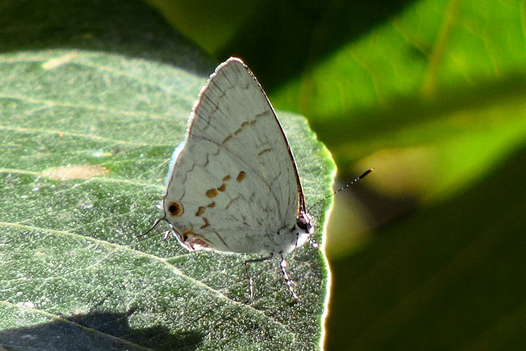 Nesiostrymon calchinia