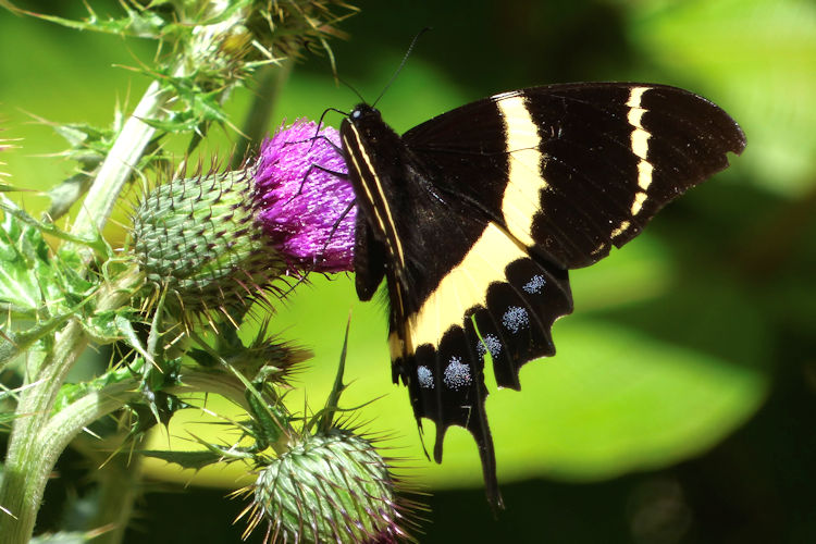 Pterourus garamas faisthuberi