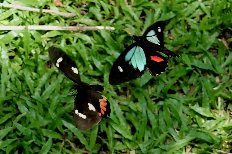 Parides childrenae