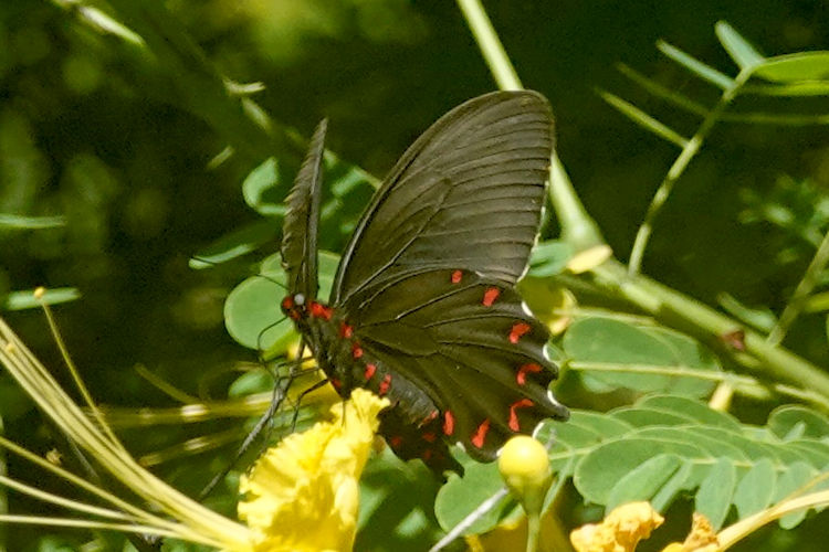 Parides montezuma