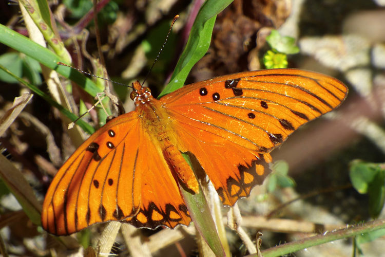 Dione vanillae incarnata