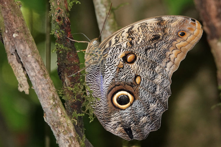 Caligo brasiliensis