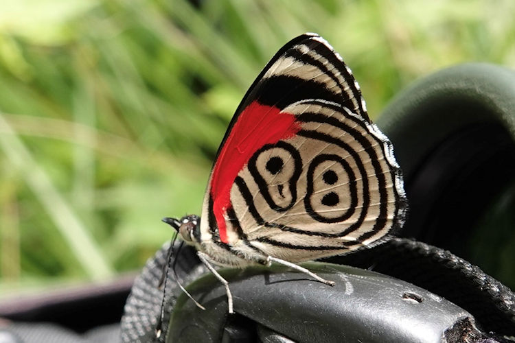 Diaethria clymena marchalii