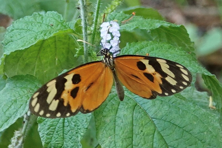 Ithomia celemia plaginota