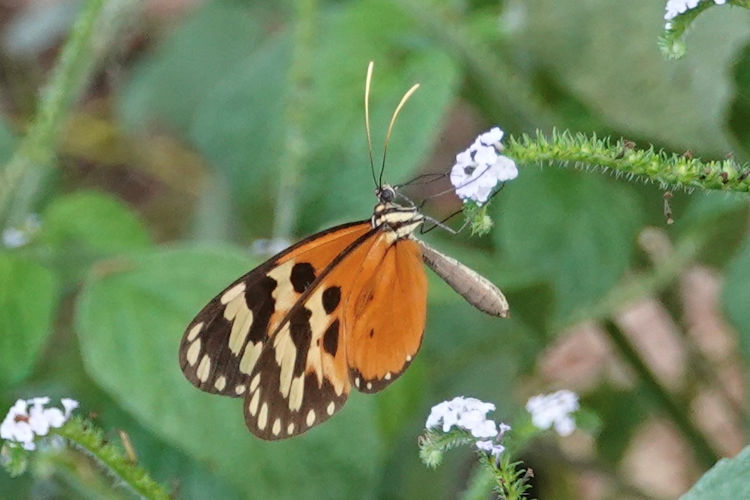 Ithomia celemia plaginota