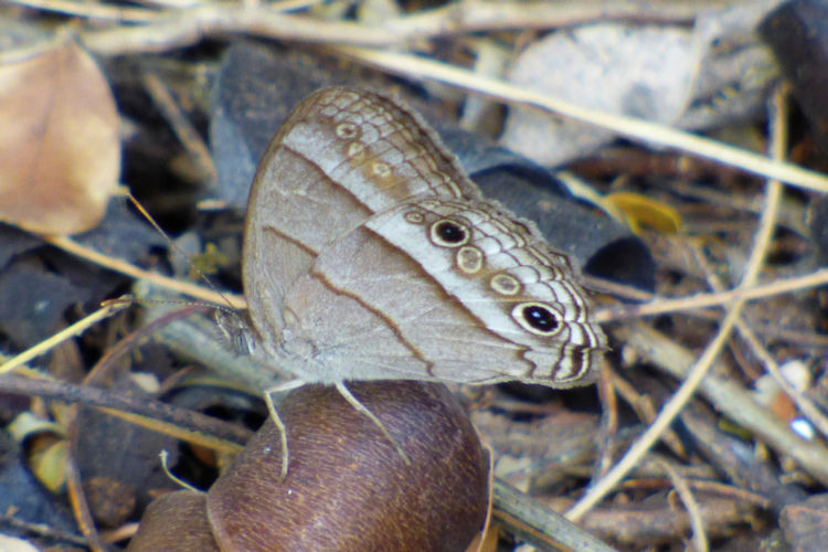 Vareuptychia themis