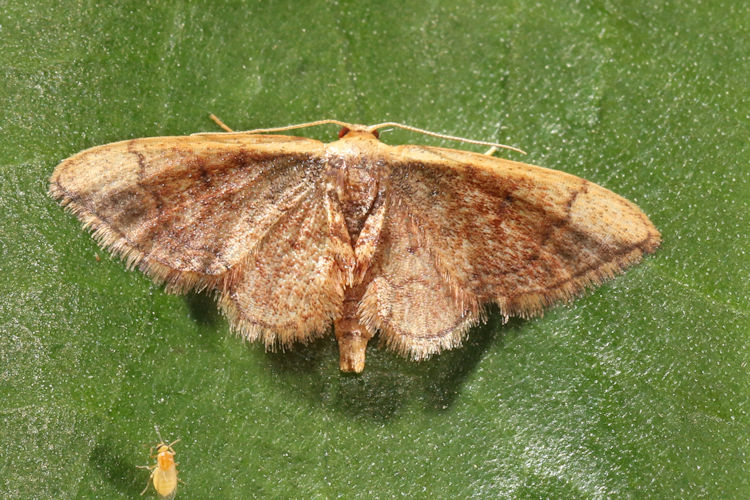 Geometridae sp.22