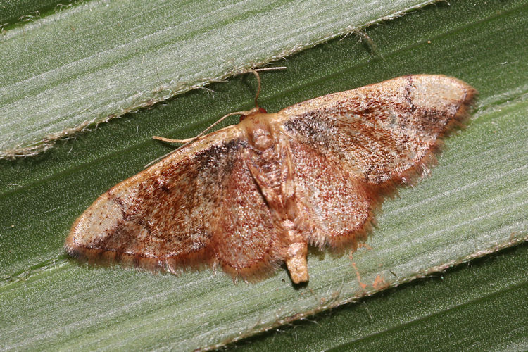 Geometridae sp.22