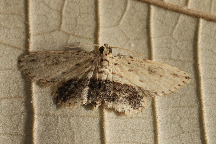 Lycaugesia postnigrescens