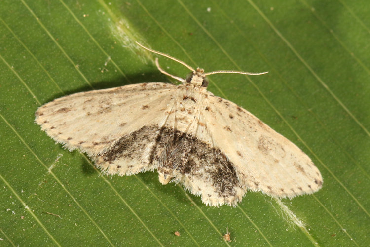 Lycaugesia postnigrescens
