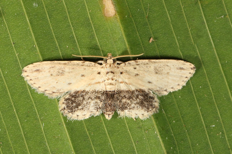 Lycaugesia postnigrescens