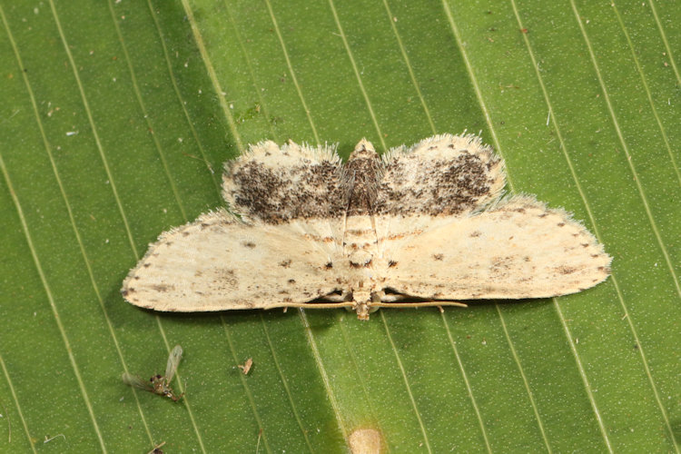 Lycaugesia postnigrescens