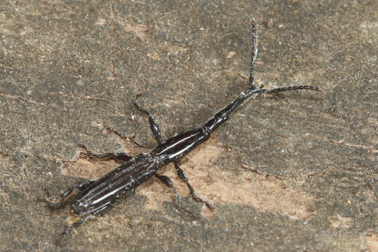 Brentinae sp.
