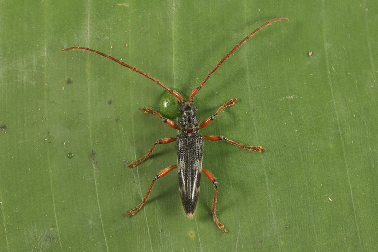 Elytrimitatrix geniculata
