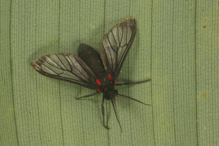 Psilopleura dolens
