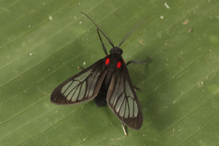 Psilopleura dolens