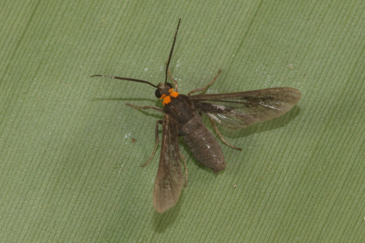 Rhynchopyga flavicollis