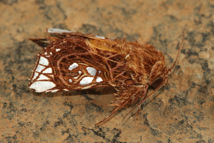 Argyrosticta ditissima