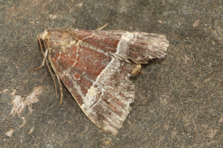 Noctuidae sp.13