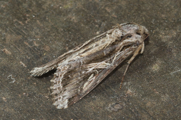 Spodoptera cosmioides