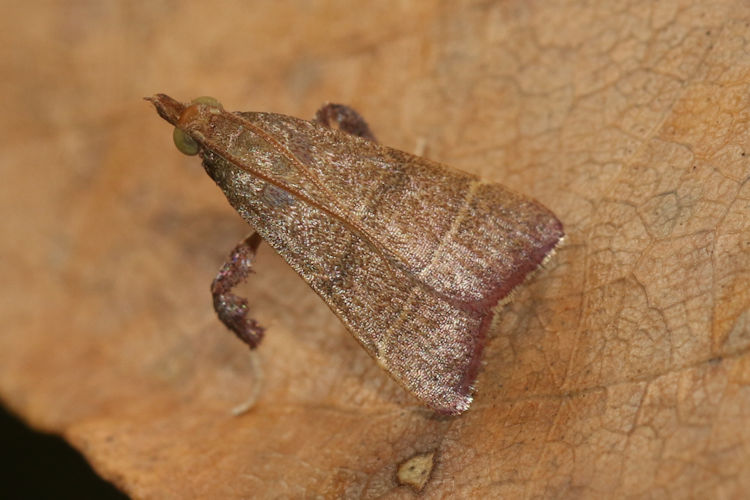 Xantippe caphysoides
