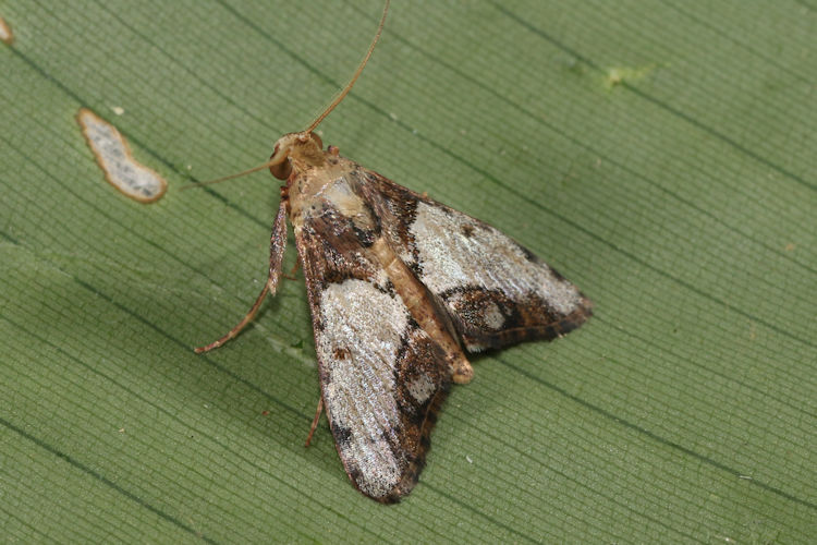 Epipaschiinae sp.01
