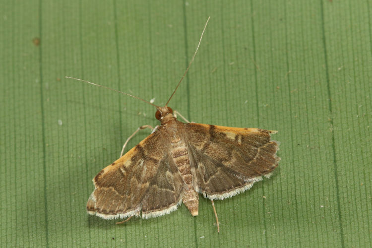 Omiodes simialis