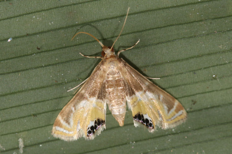 Petrophila sanramon