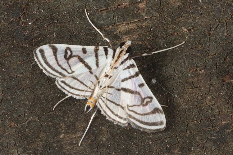 Conchylodes ovulalis