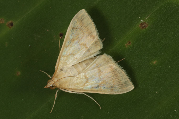 Hahncappsia conisphora