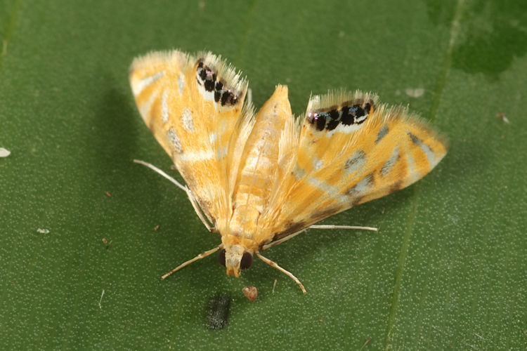 Hellenia speciosa