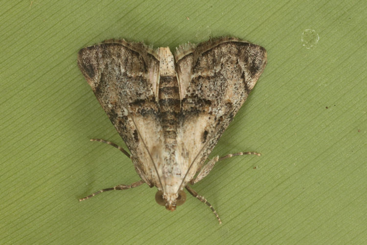 Epipaschiinae sp.05