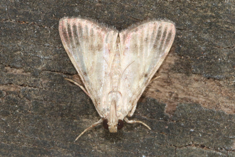 Epipaschiinae sp.09