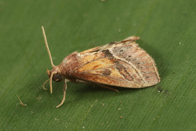 Pyralidae sp.15