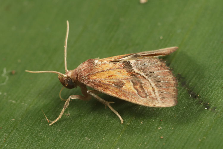 Pyralidae sp.15