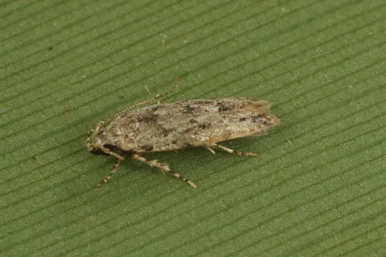 Gelechiidae sp.09