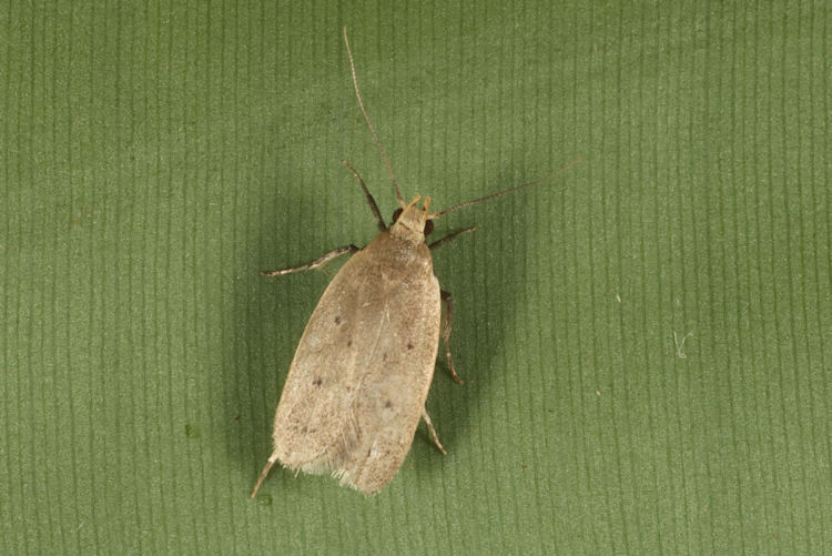 Oecophoridae sp.06