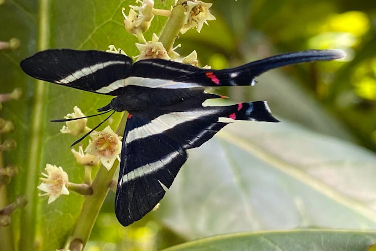 Rhetus arcius castigatus