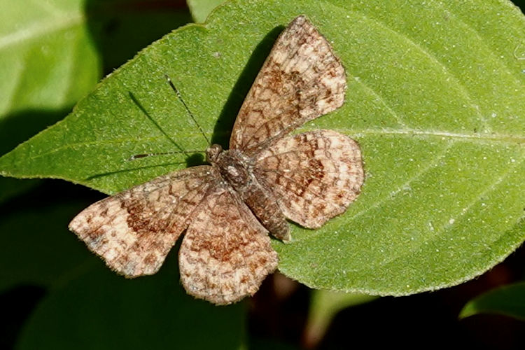 Calephelis argyrodines