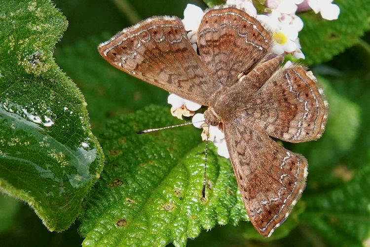 Calephelis costaricicola