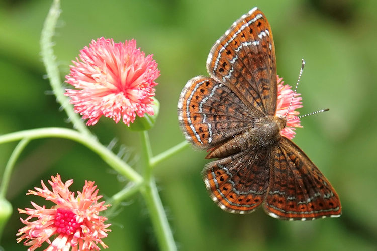 Calephelis laverna parva