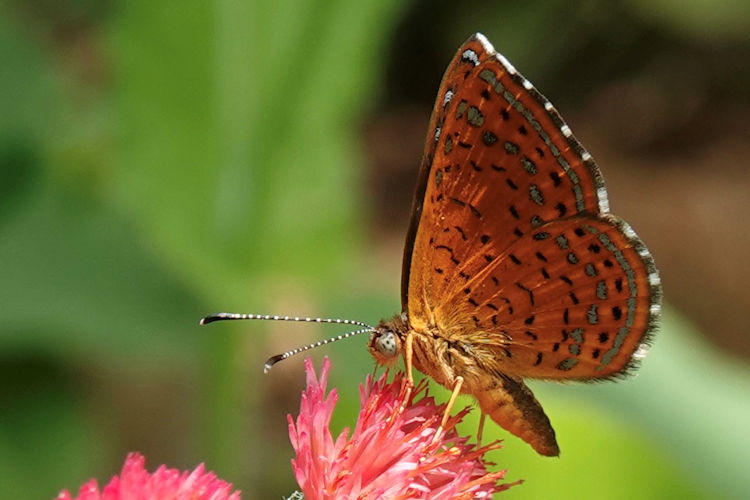 Calephelis laverna parva