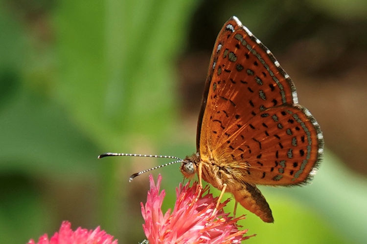 Calephelis laverna parva