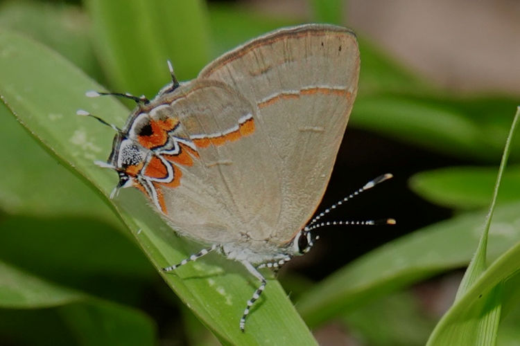 Calycopis origo