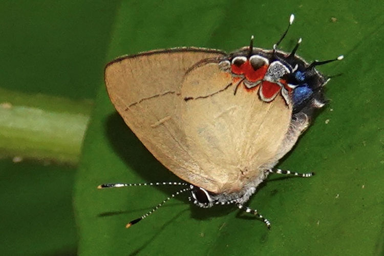 Calycopis trebula