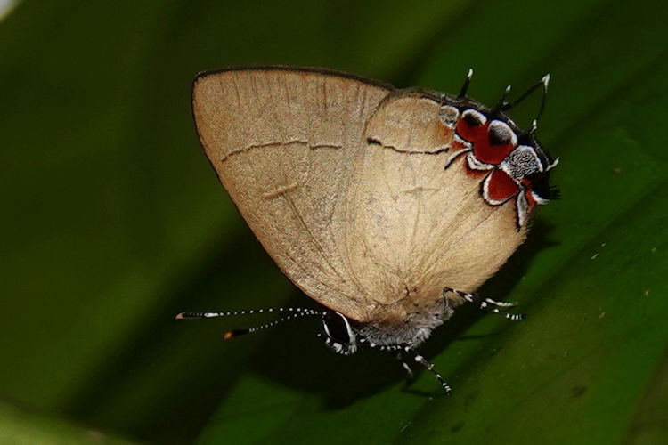 Calycopis trebula