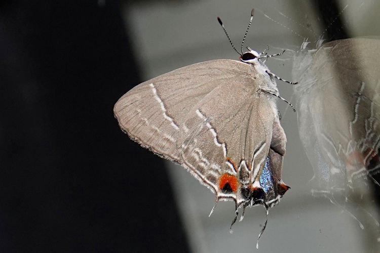 Camissecla charichlorus